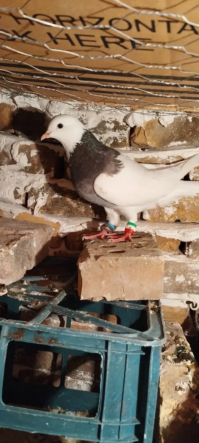 کبوتر ۳ عدد طوقی سبز طوقی الماسی|پرنده|گنبد کاووس, |دیوار