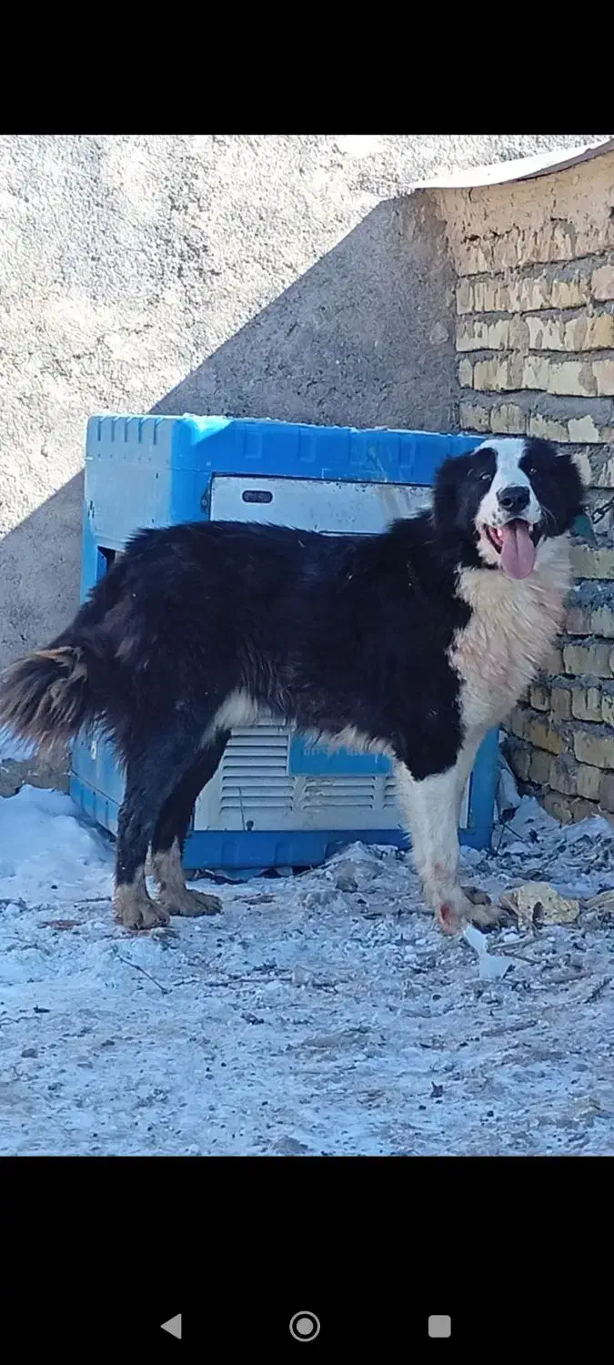 قهدریجانی|سگ|اراک, |دیوار