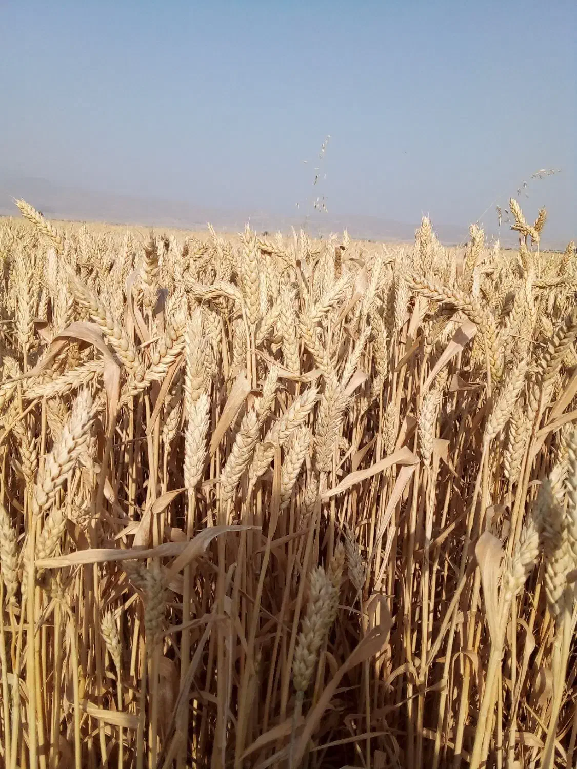 بذر گندم خارجی|گل و گیاه طبیعی|اسدآباد, |دیوار