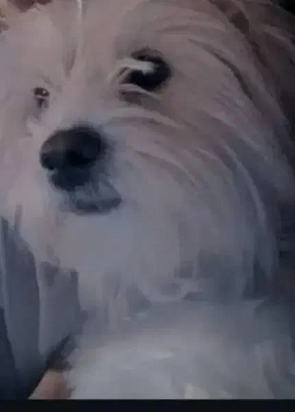 سگ شیتزو کوچولو|سگ|فولادشهر, مسکن مهر فولادشهر|دیوار