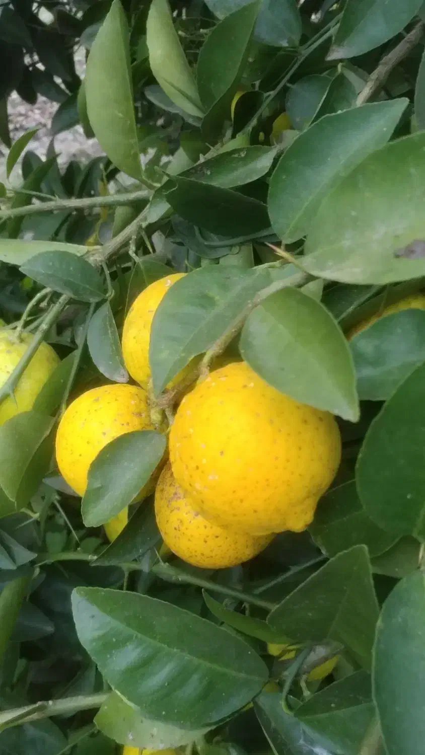 فروش لیمو شیرین  محلی ابدار|خوردنی و آشامیدنی|سنگر, |دیوار