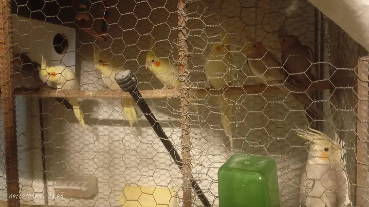 عروس هلندی|پرنده|قم, حاج خلیل|دیوار