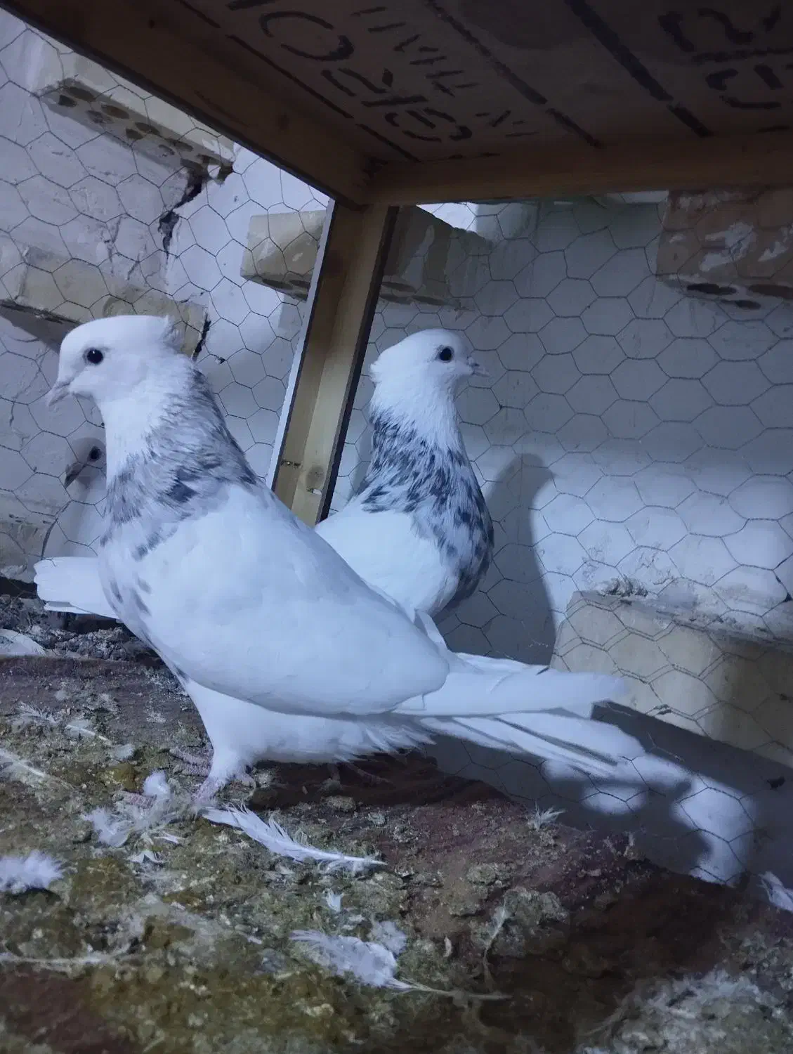 طوقی|پرنده|تهران, فلسطین (میدان انقلاب)|دیوار