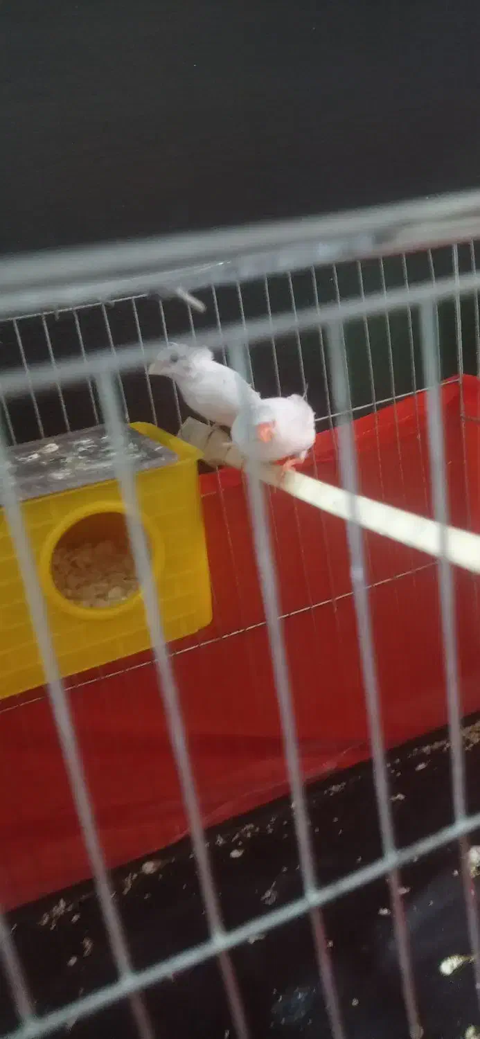 فروش‌دو‌فنچ‌بالغ|پرنده|رباط‌کریم, رباط‌کریم|دیوار