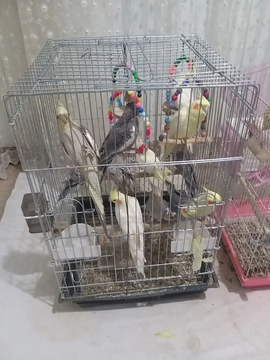 ی تعدادی عروس هلندی فروش یکجا|پرنده|وحیدیه, |دیوار