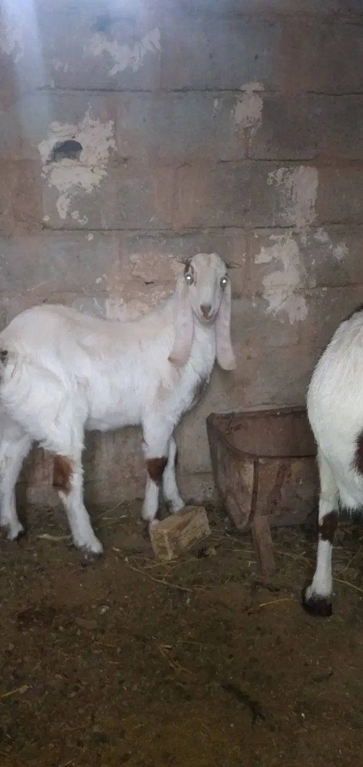 نر بزغاله گلابی|حیوانات مزرعه|شاهرود, |دیوار