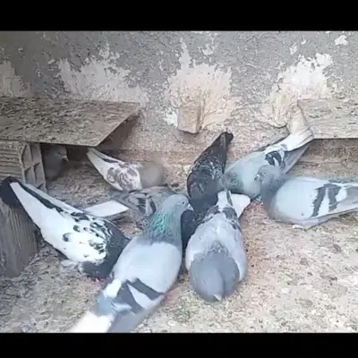 کفتر رنگه|پرنده|مشهد, ابوذر|دیوار