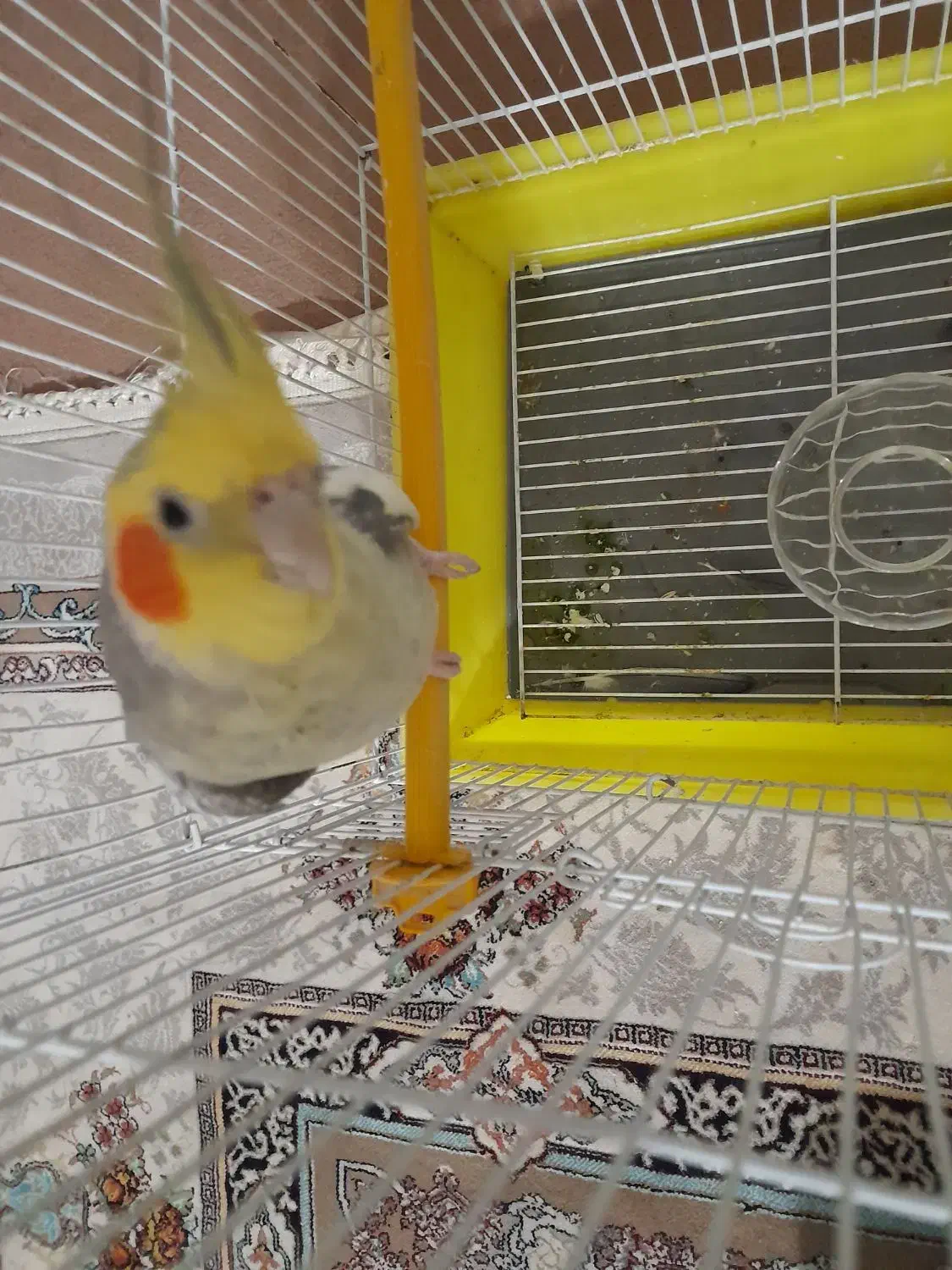 عروس هلندی نر|پرنده|شاهدشهر, |دیوار