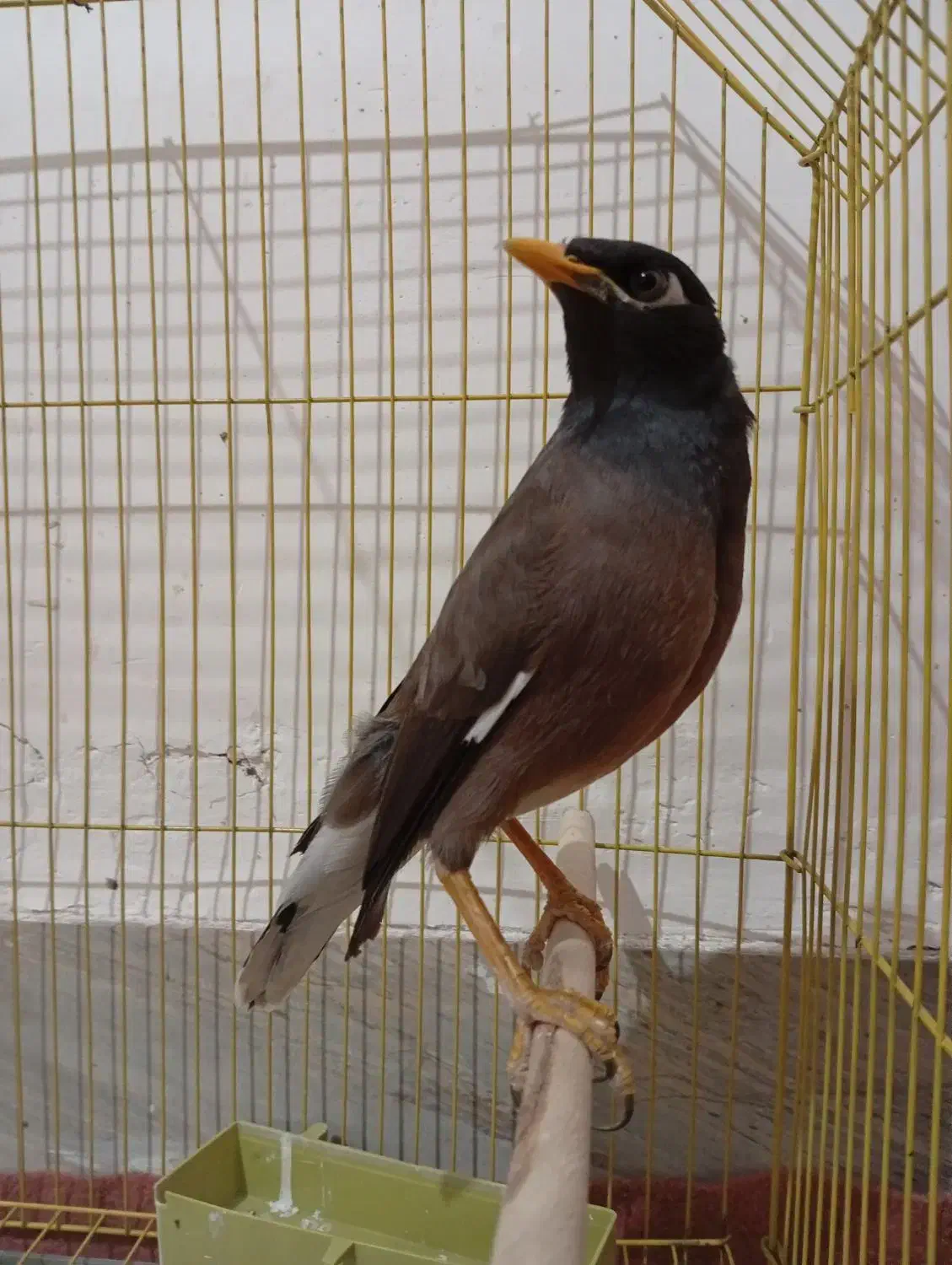 مرغ مینا|پرنده|بم, |دیوار