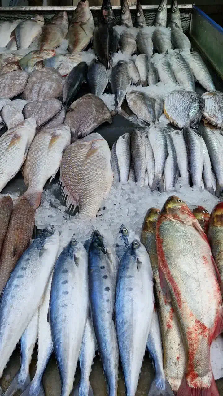انواع ماهی‌های تازه و لذیذ پروتئین اقیانوس|خوردنی و آشامیدنی|قم, وادی السلام|دیوار