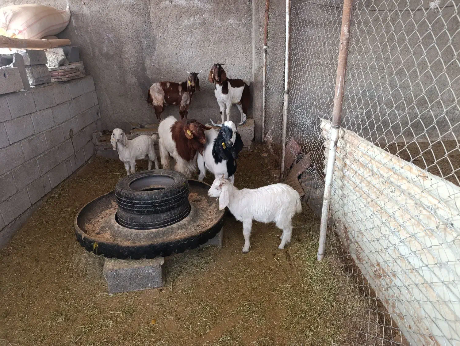 فروش دام|حیوانات مزرعه|قرچک, داوود آباد|دیوار