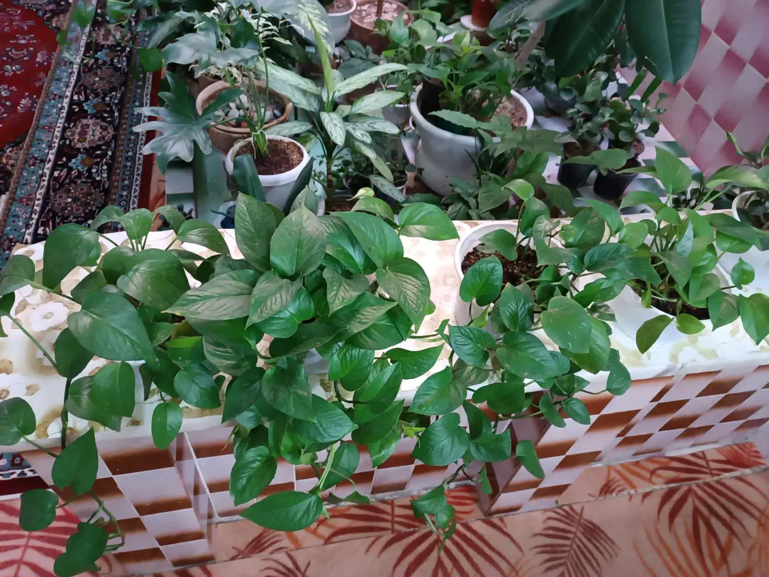 گل طبیعی|گل و گیاه طبیعی|خرم‌آباد, |دیوار