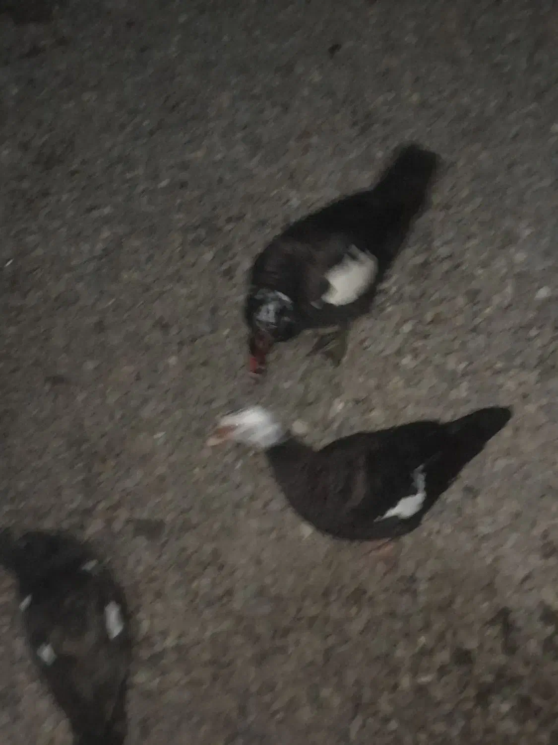 لیک معاوضه با بره و بز|حیوانات مزرعه|گرگان, |دیوار