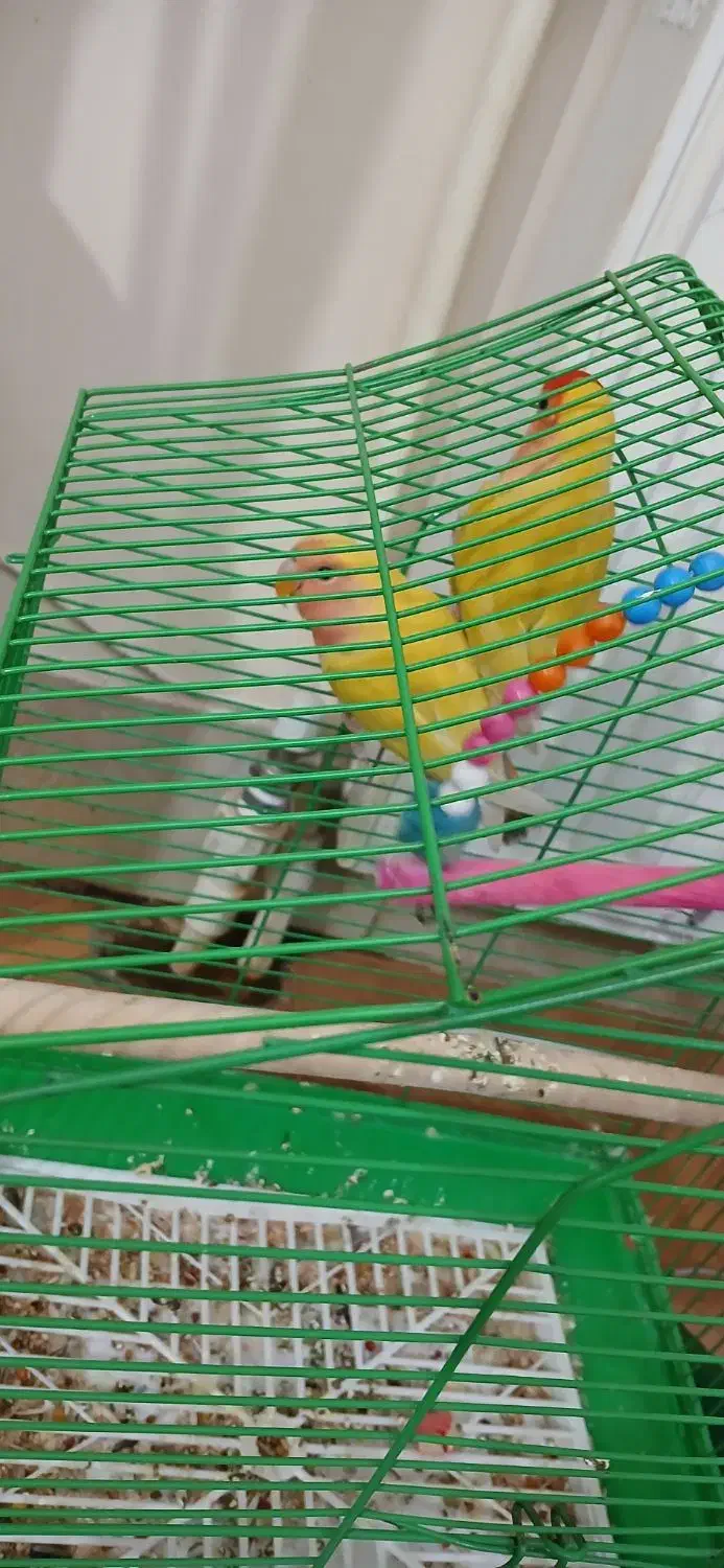 طوطی برزیلی|پرنده|مرند, |دیوار