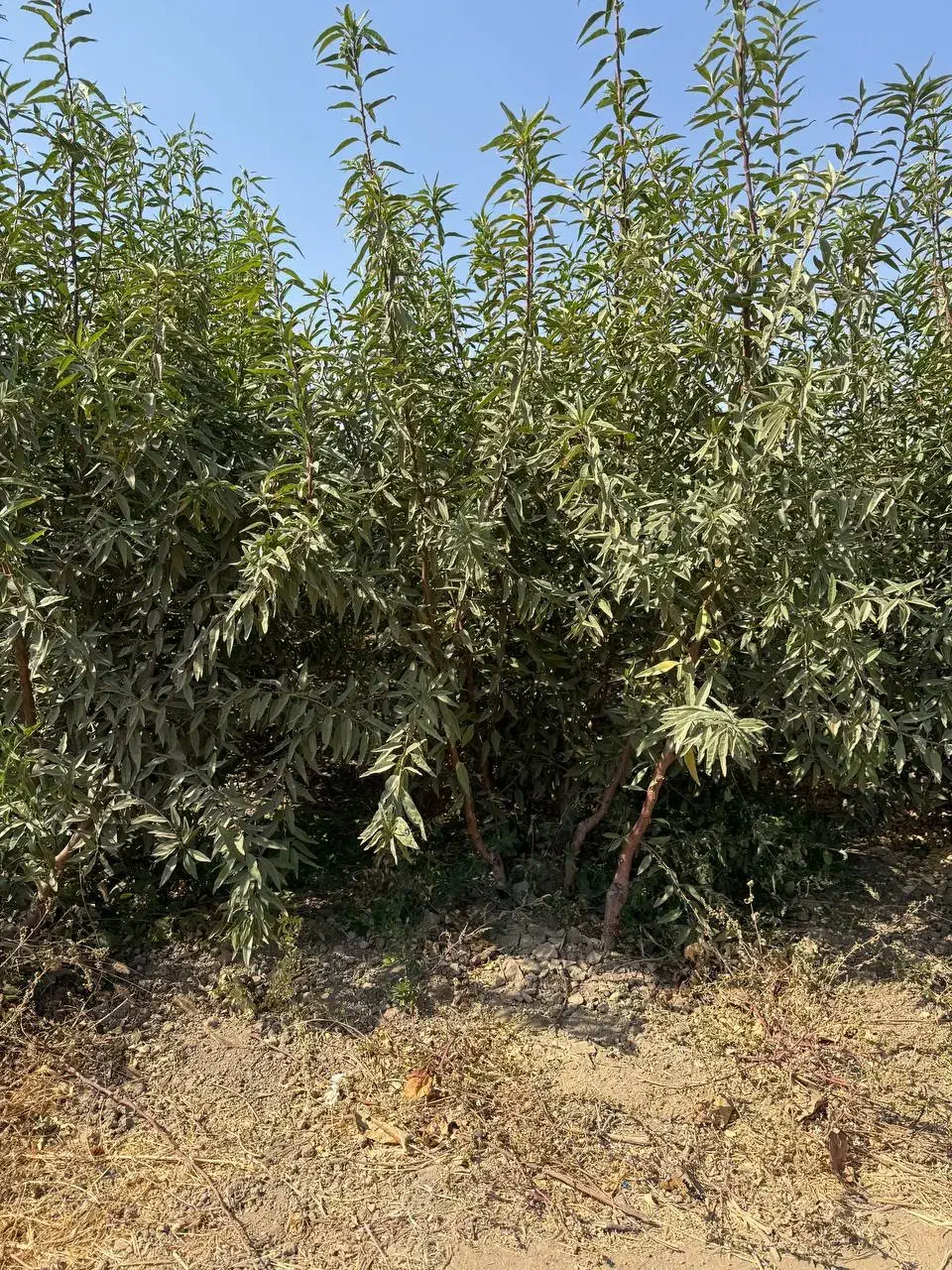 نهال بادام زنده‌مان بالا و تجاری|خدمات باغبانی و درختکاری|لردگان, |دیوار