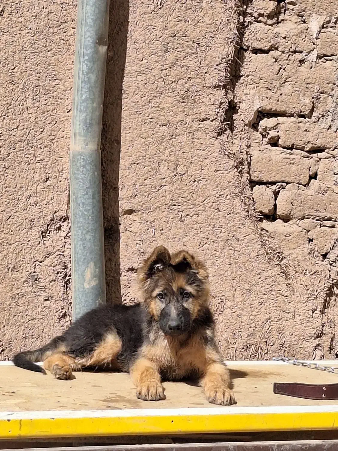 سگ ژرمن|سگ|کرمان, |دیوار