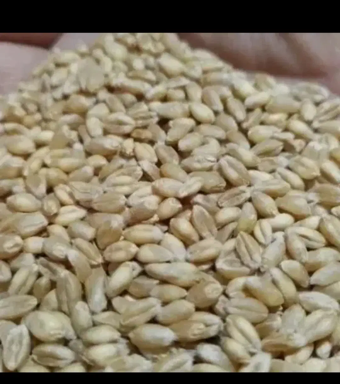گندم آبی بذری پیشگام|خدمات باغبانی و درختکاری|کبودرآهنگ, |دیوار