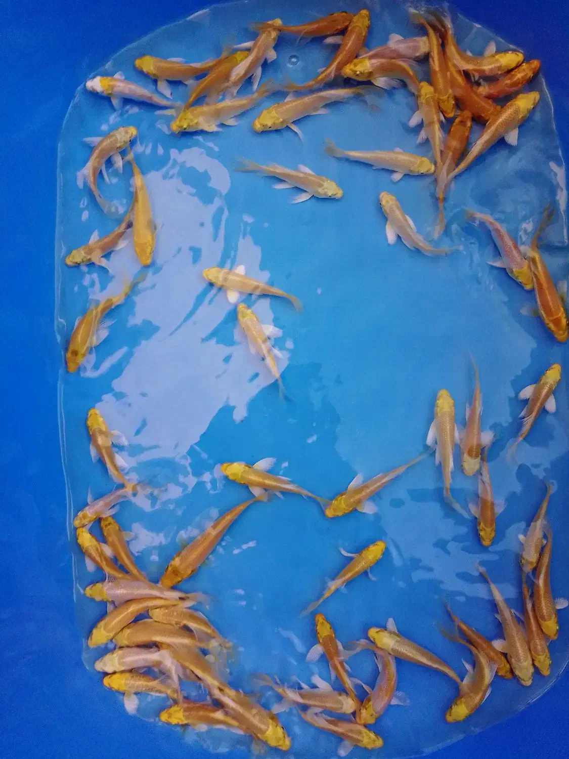 کوی بلک و یامابوکی|ماهی|تهران, اسکندری|دیوار