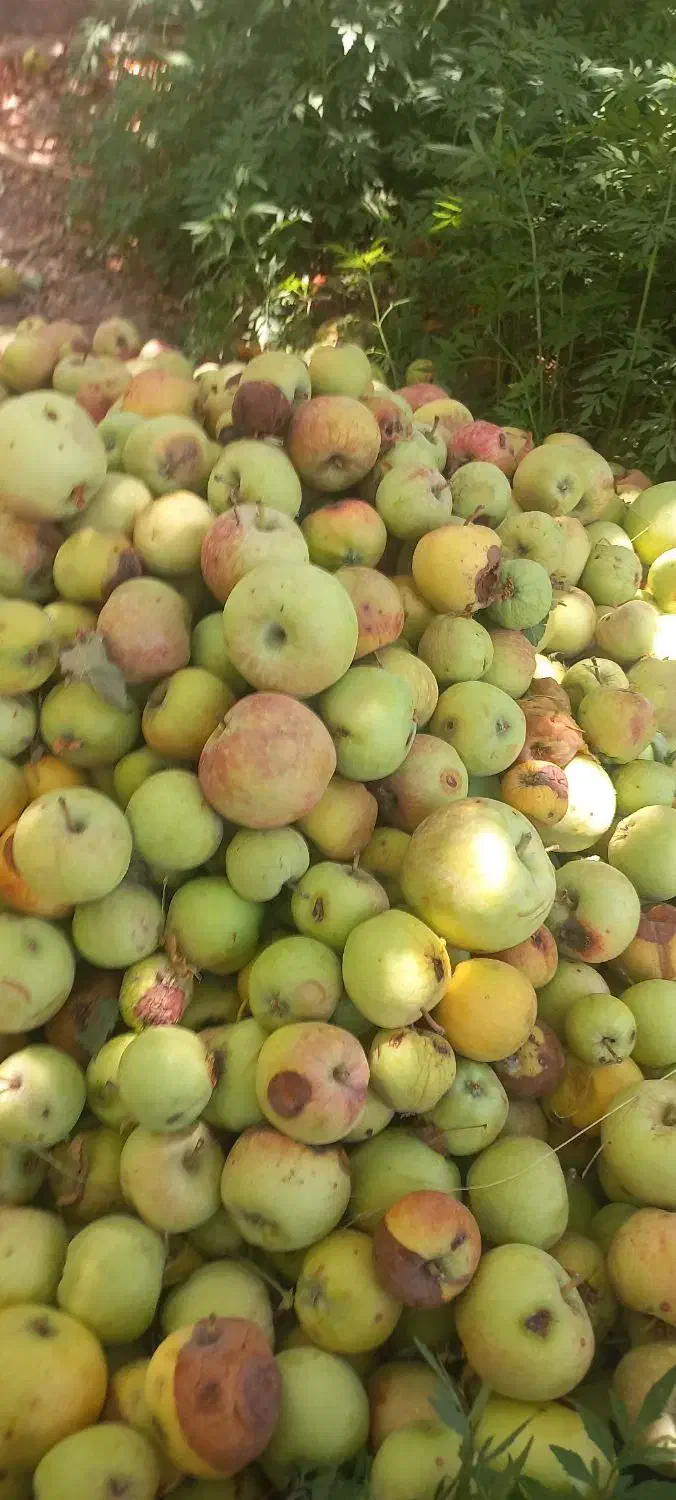 سیب زیر درختی سالم برای لواشک سرکه مربا|خوردنی و آشامیدنی|شیراز, پارک آزادی|دیوار