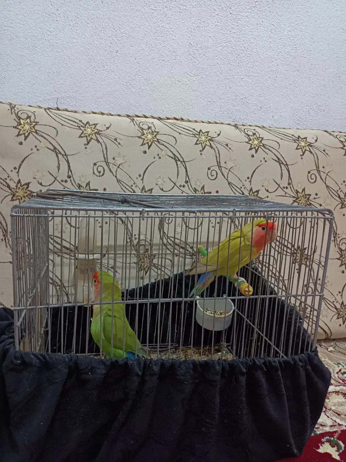 طوطی برزیلی|پرنده|اندیمشک, |دیوار