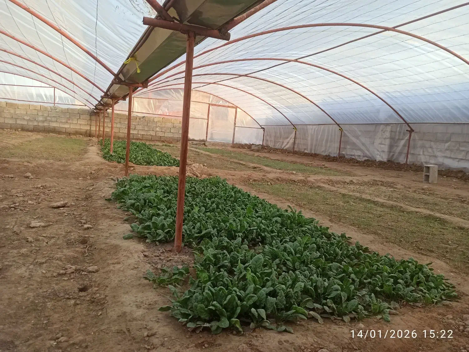 سازه گلخانه 360 متر|عمده‌فروشی|مشهد, کارمندان دوم|دیوار