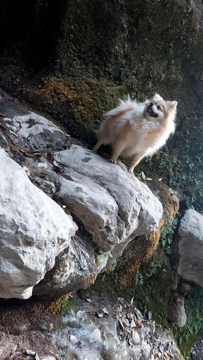 سگ پامر|سگ|یاسوج, |دیوار