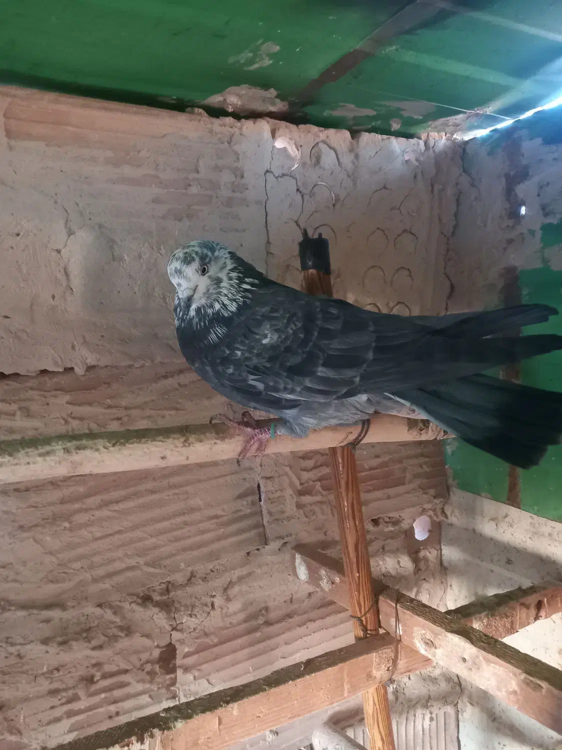 کفتر گرفتنی|پرنده|کهریزک, |دیوار