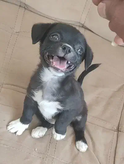 واگذاری سگ پاکوتاه|سگ|خفر, |دیوار