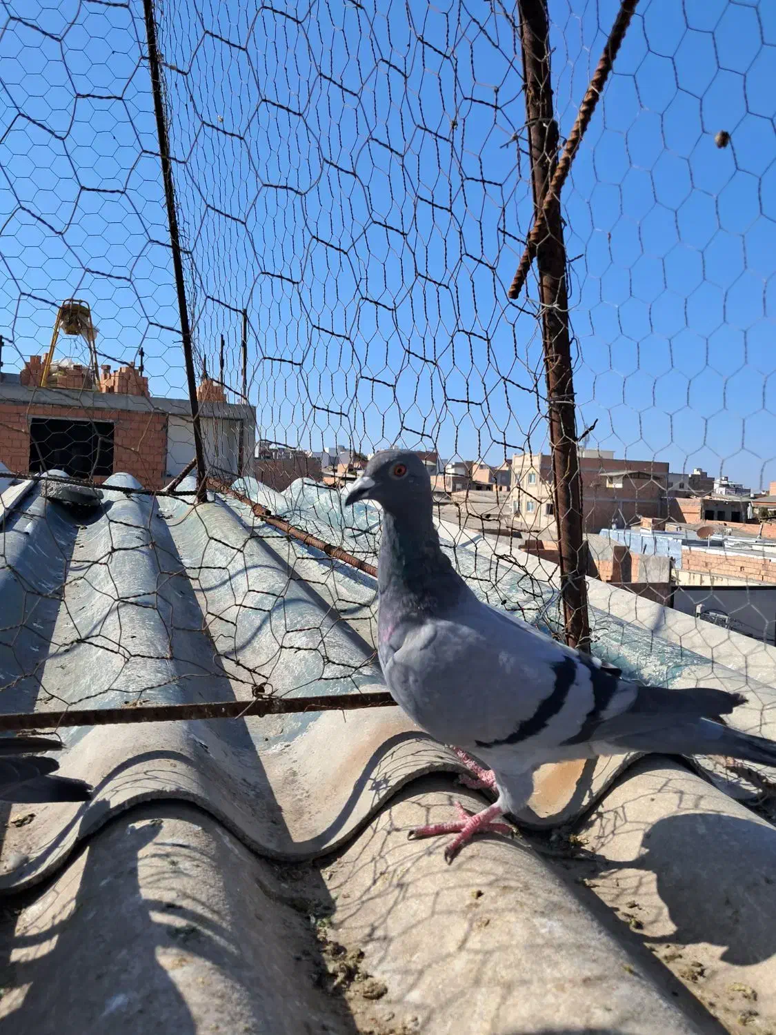 یک جوجه سبز.یک سبزدورگ|پرنده|گرگان, |دیوار