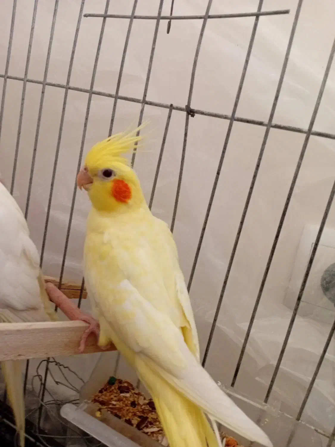 عروس هلندی لوتینو خال زعفرانی فول رام|پرنده|قدس, شهرقدس|دیوار