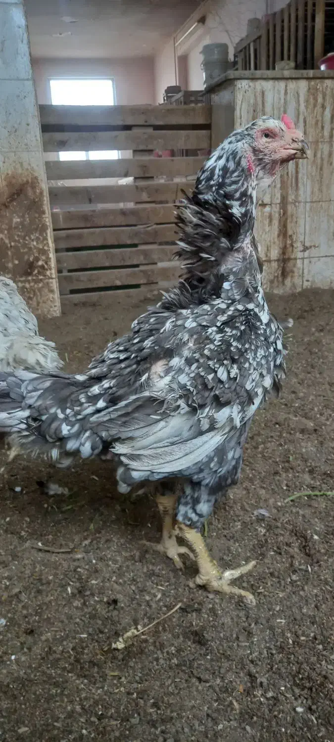 تخم مرغ لاری|حیوانات مزرعه|سبزوار, شهرک ابوذر|دیوار