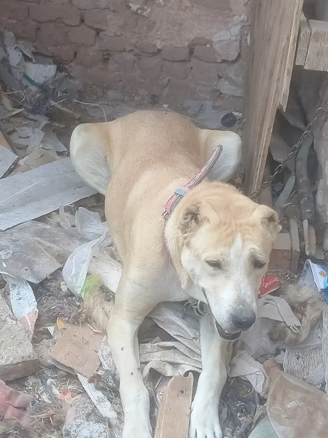 واگذاری|سگ|تربت جام, کاریز نو سفلی|دیوار