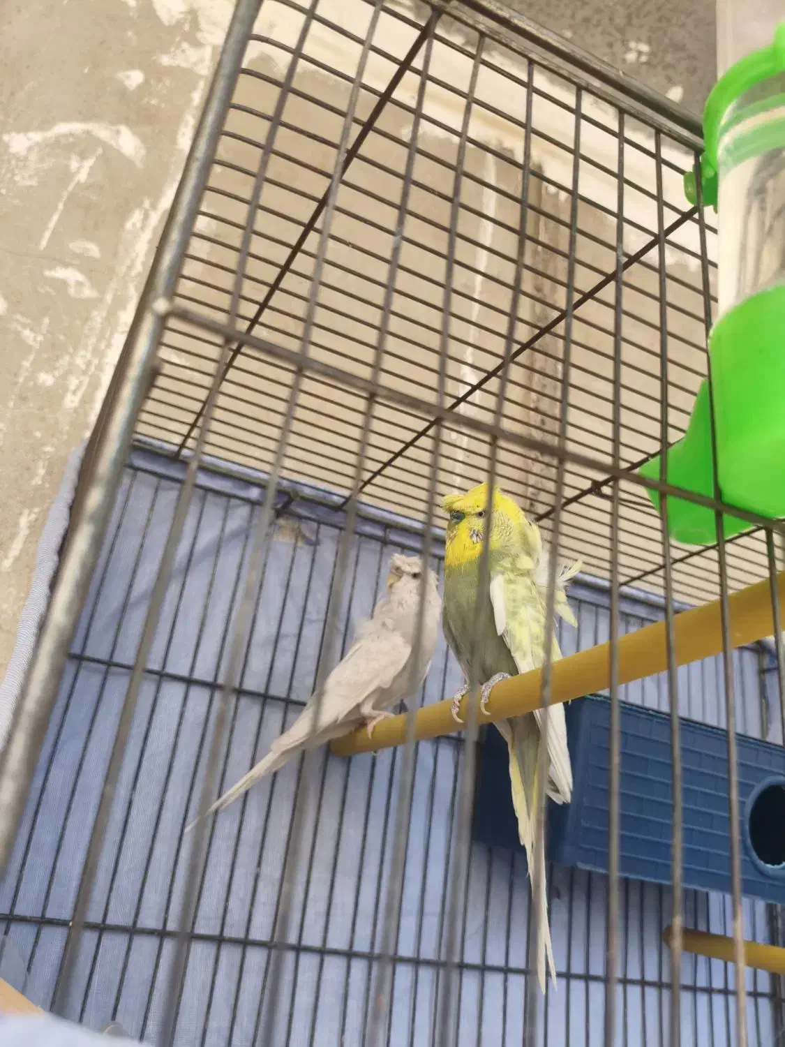 مرغ عشق پروانه ای|پرنده|الوند, |دیوار