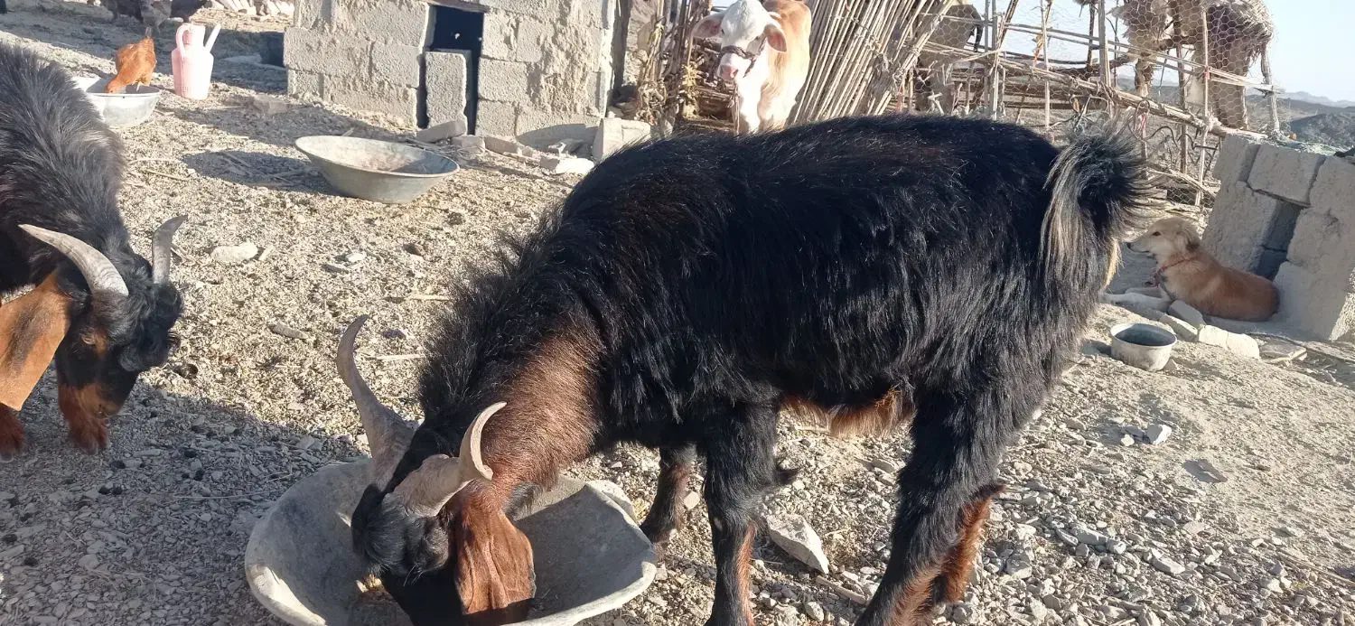 گوسفند تروشت|حیوانات مزرعه|هیدوچ, |دیوار