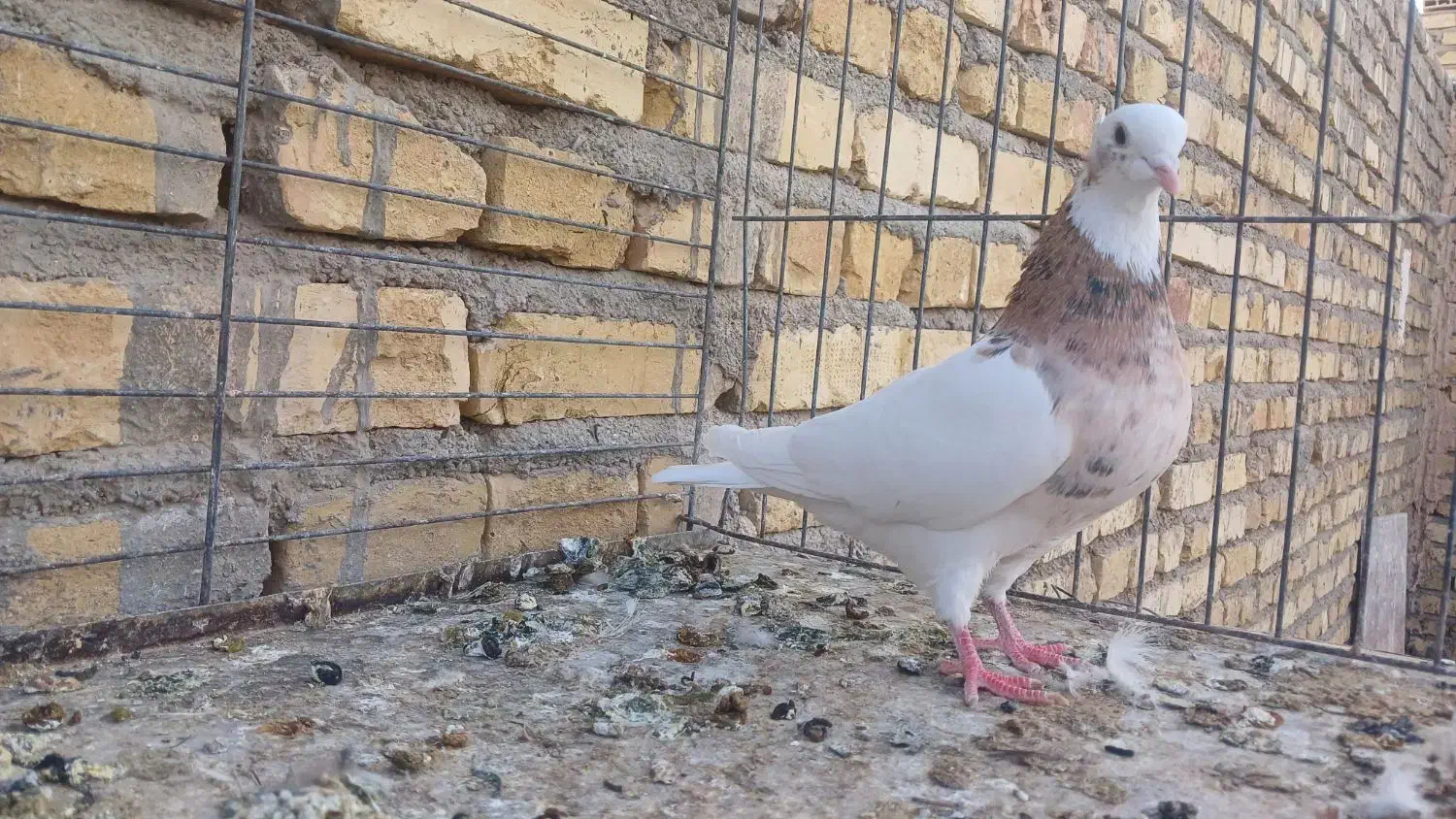 طوقی سرور مهر|پرنده|میبد, |دیوار