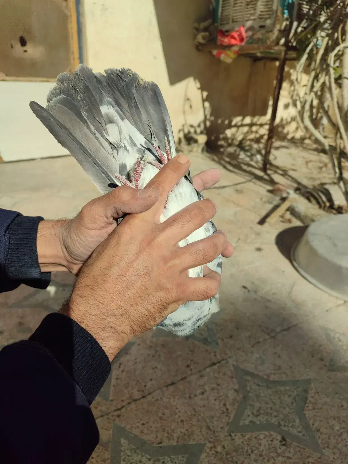 کبوترهفت‌رنگ پرشی|پرنده|هامون, |دیوار