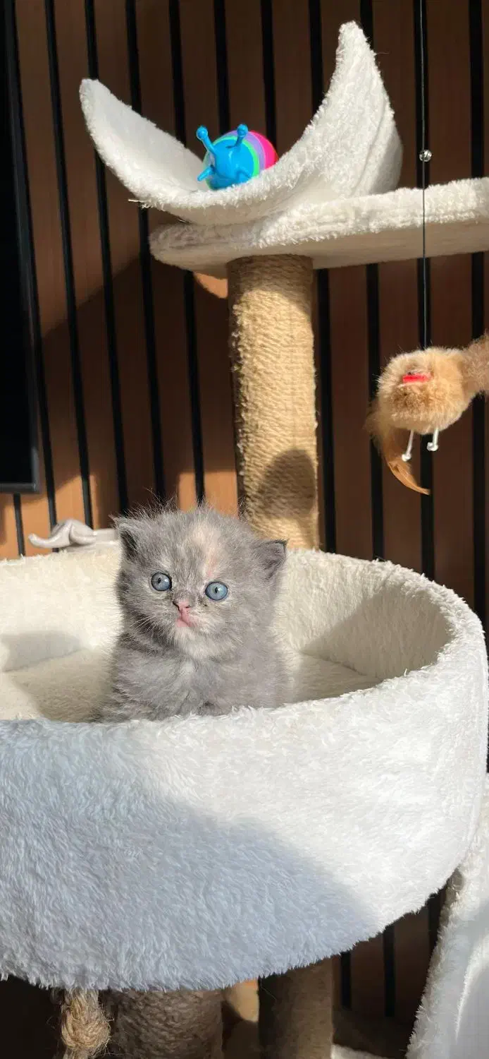 عروسکا|گربه|قزوین, |دیوار