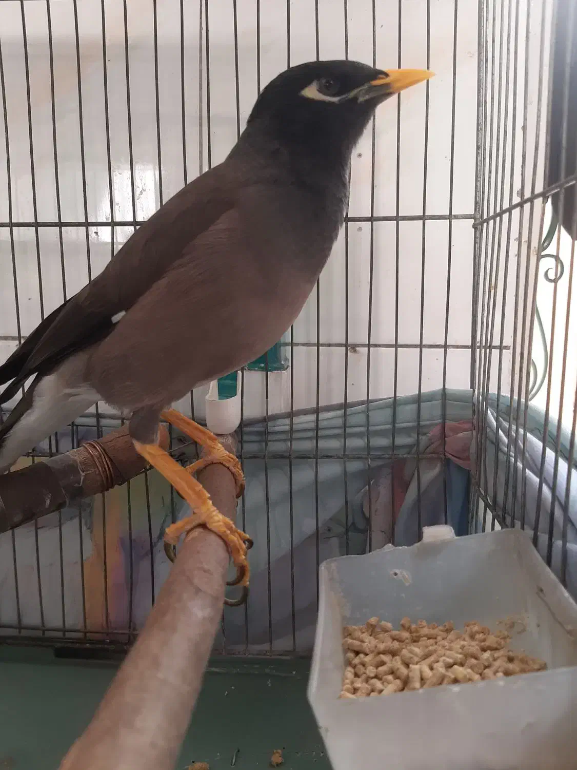 مینا نر سخنگو دستی|پرنده|تهران, راه آهن|دیوار