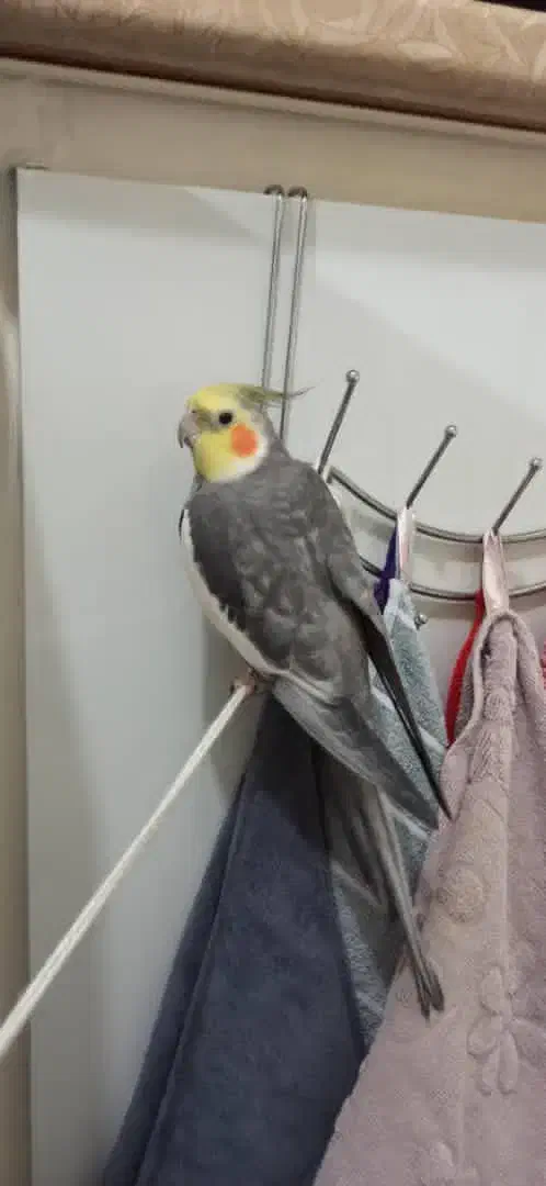 عروس هلندی گم شده|پرنده|شهریار, شهریار|دیوار