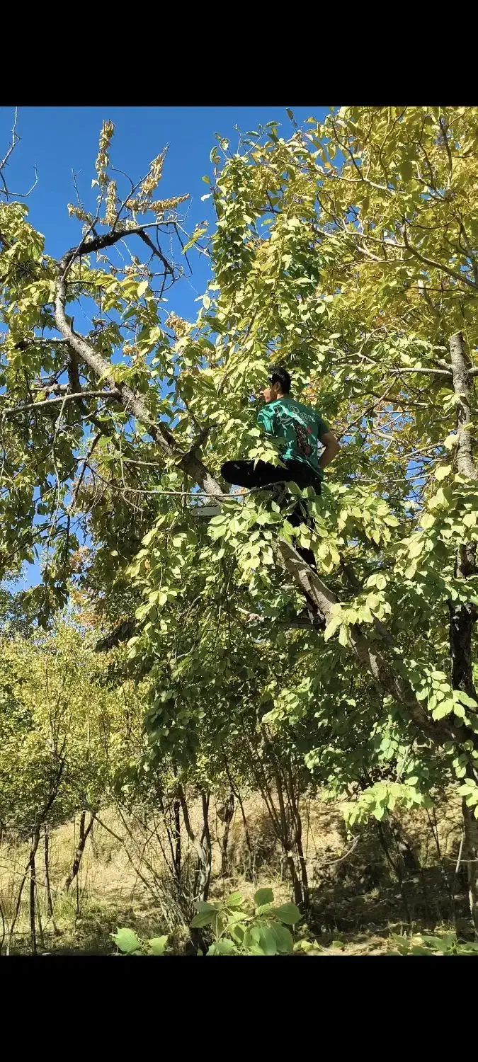 خرید و برش انواع چوب|خدمات باغبانی و درختکاری|بروجرد, |دیوار