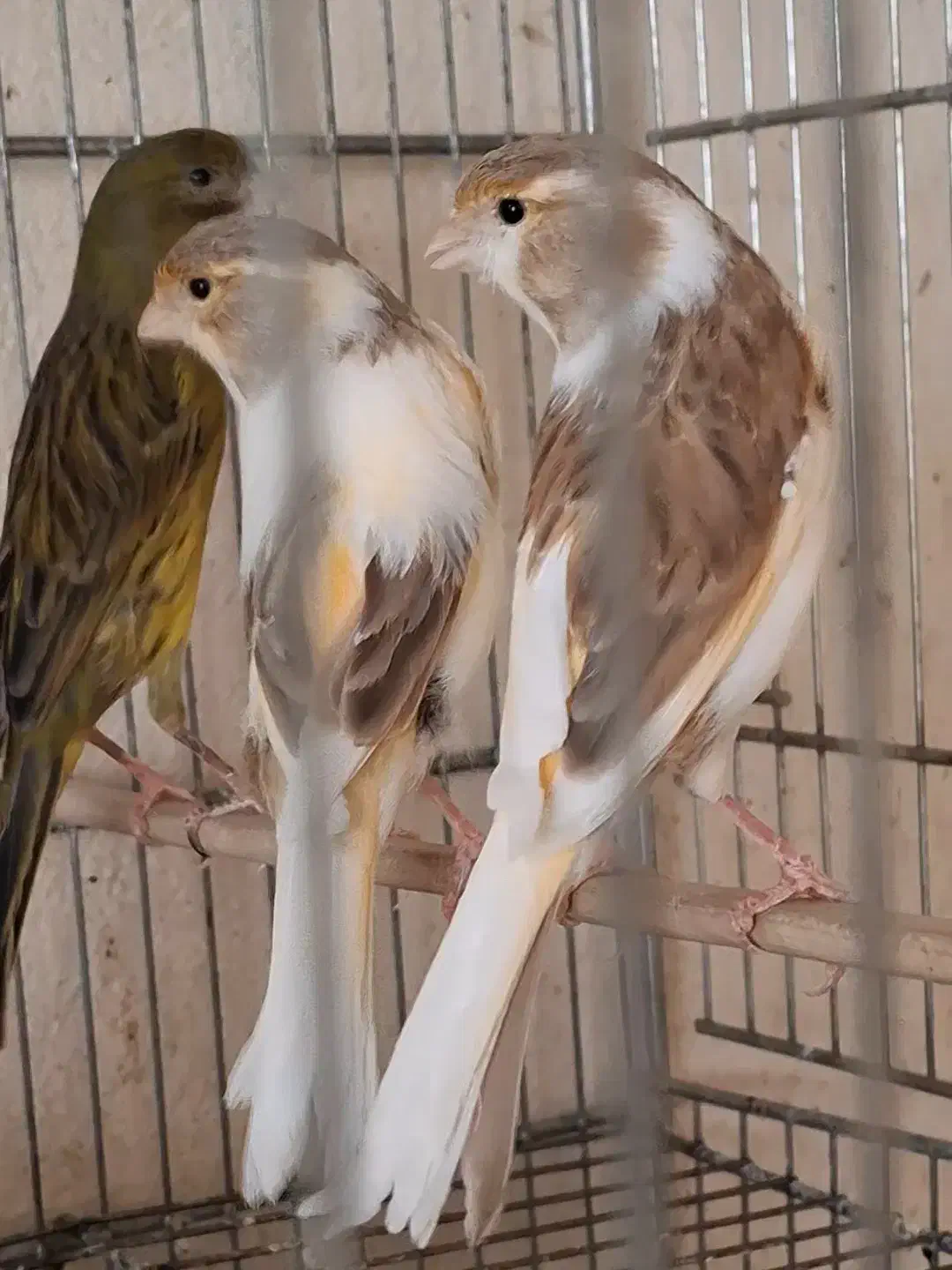 چهار عدد ماده ابلغ. جفت خور سهره|پرنده|شیراز, شهرک صدا و سیما|دیوار