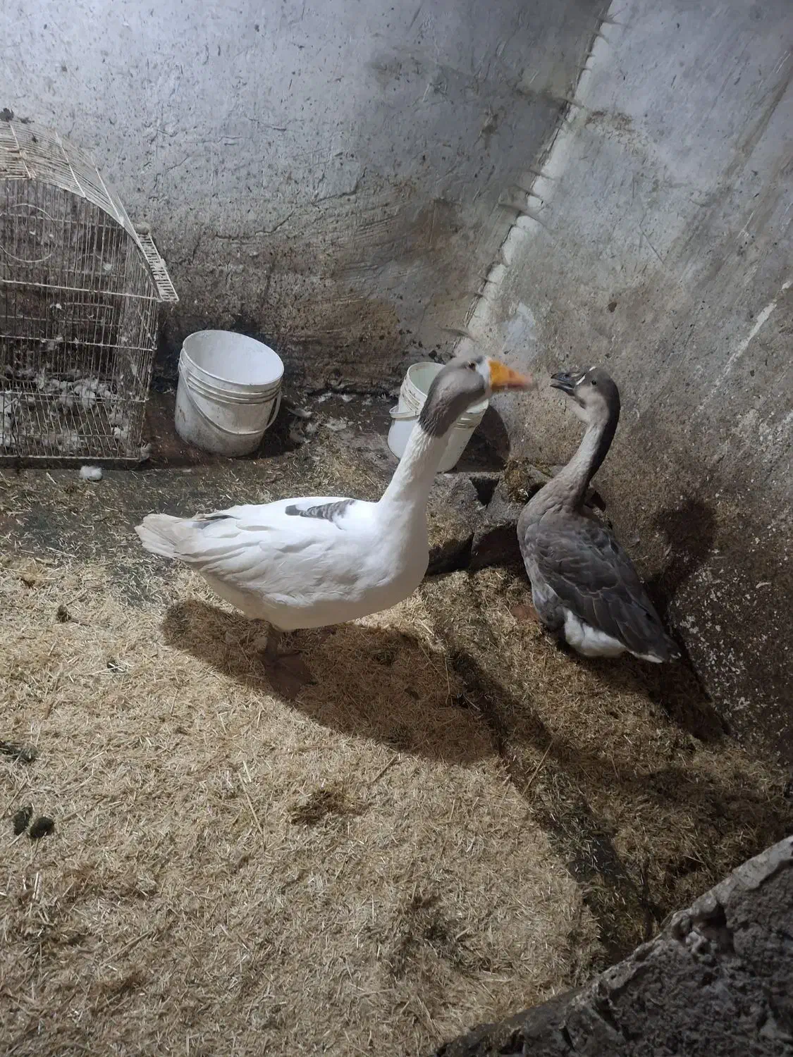 قوغاز|حیوانات مزرعه|ارومیه, |دیوار