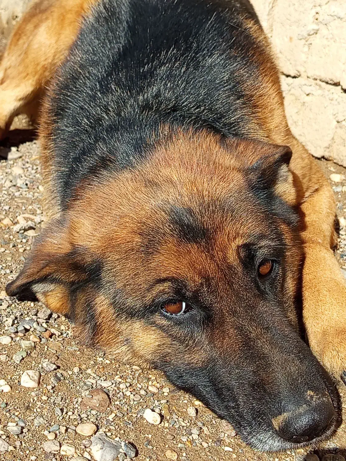 سگ ژرمن|سگ|تاکستان, |دیوار