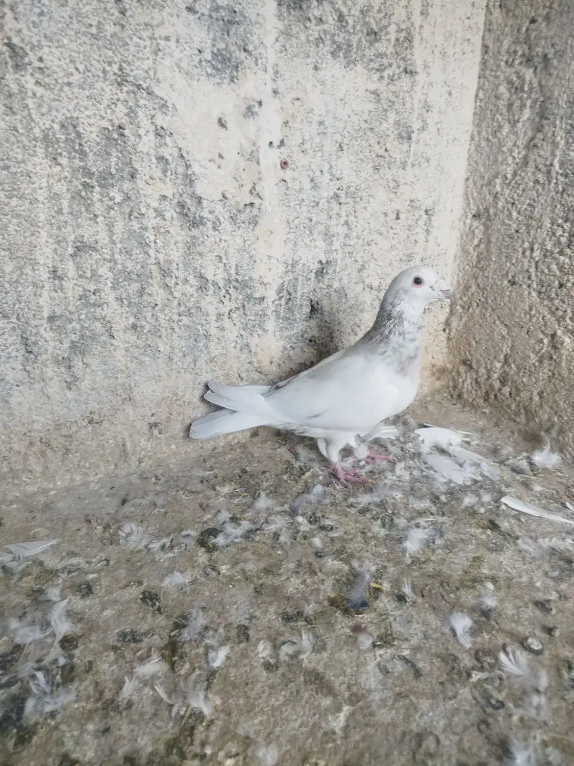 سرور نر خوشگل|پرنده|تربت جام, مسکن مهر|دیوار