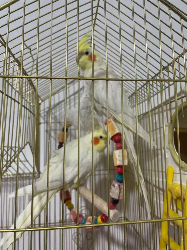 جفت عروس هلندی نیم رام سخنگو مولد لتینو روتخم|پرنده|کرمان, |دیوار