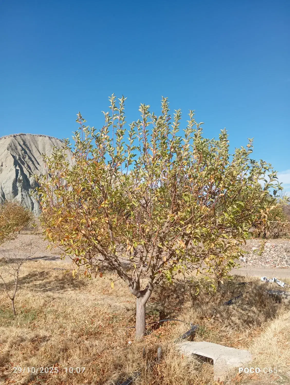 هرکاری وفرم دهی انواع درختان|خدمات باغبانی و درختکاری|مرند, |دیوار