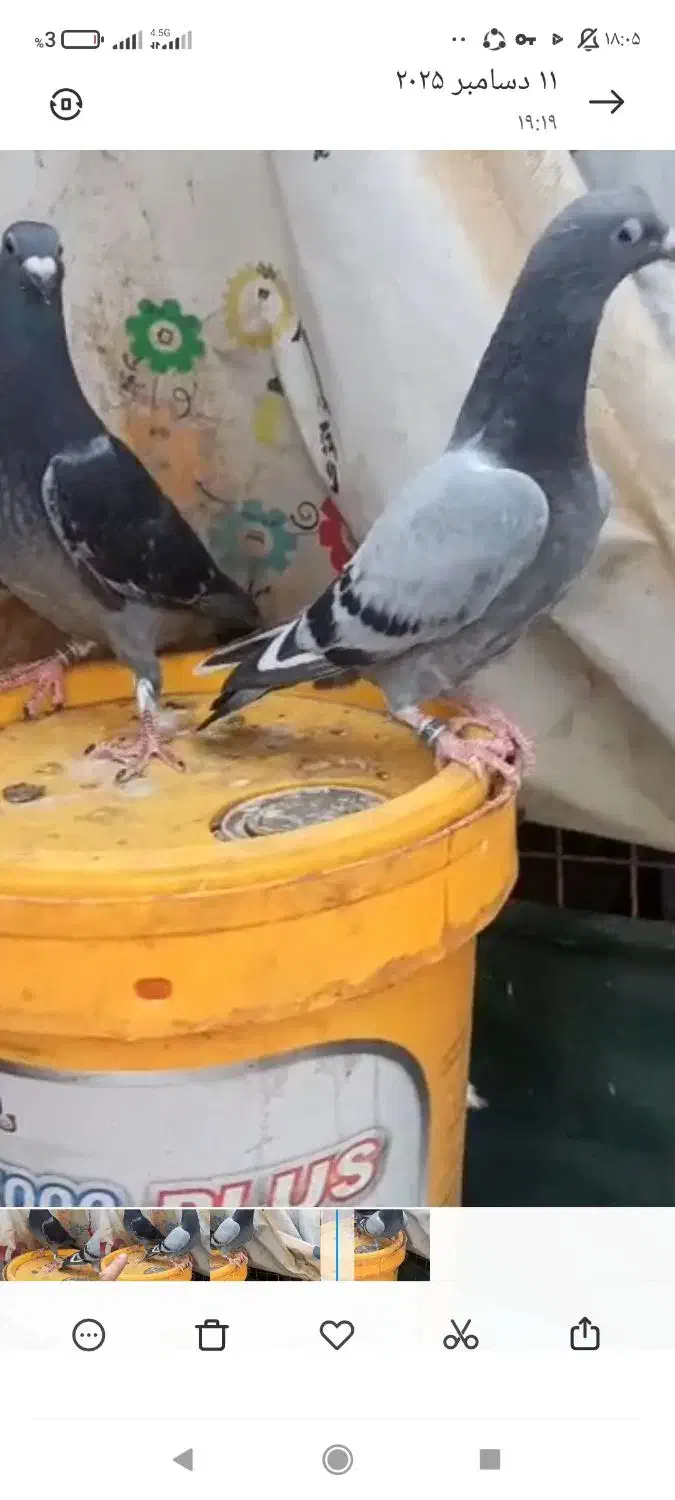 کبوتر|پرنده|ایذه, |دیوار