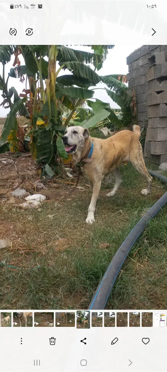 سگ افغان ۳ساله باکته کبود مادردخترهستن به علت ن|سگ|گرگان, |دیوار