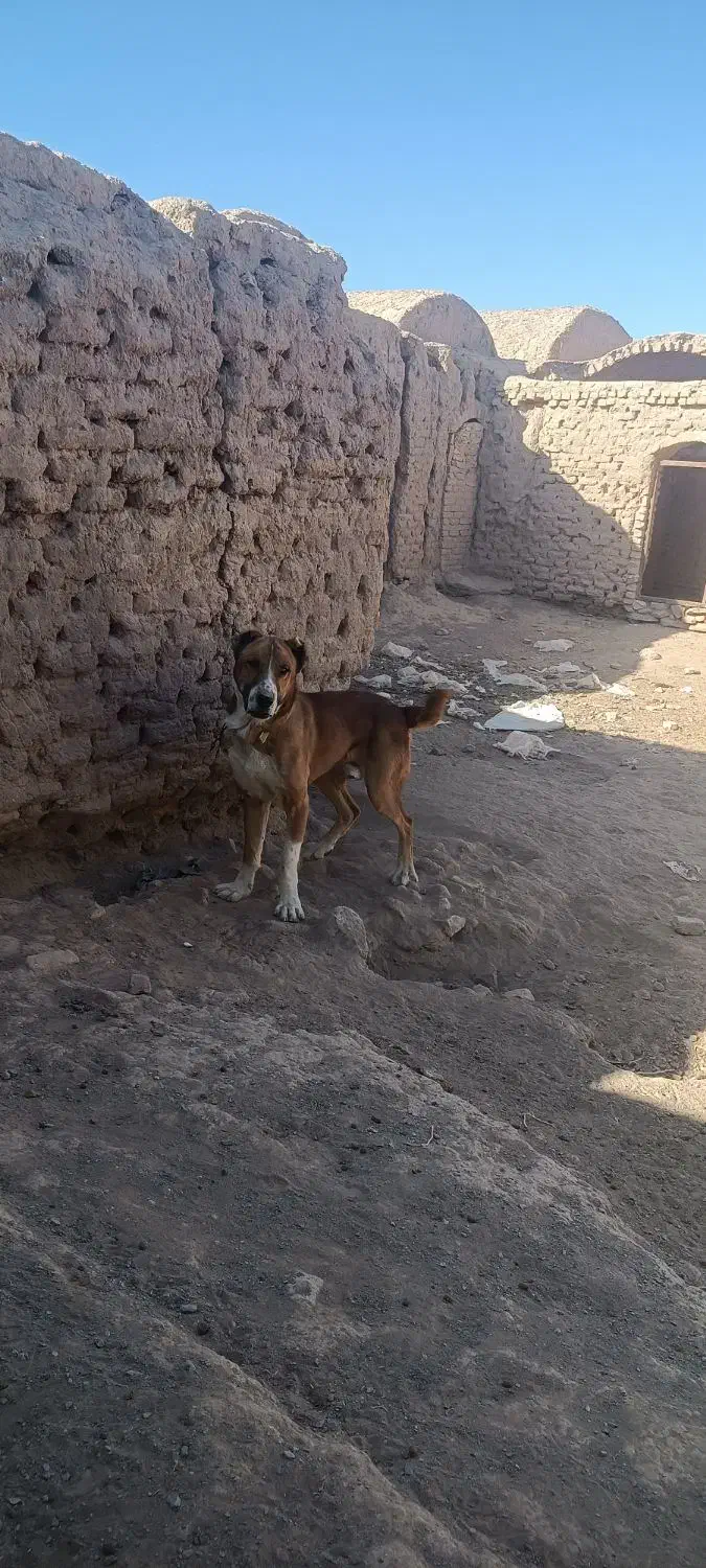 سگ خوب|سگ|بیرجند, |دیوار