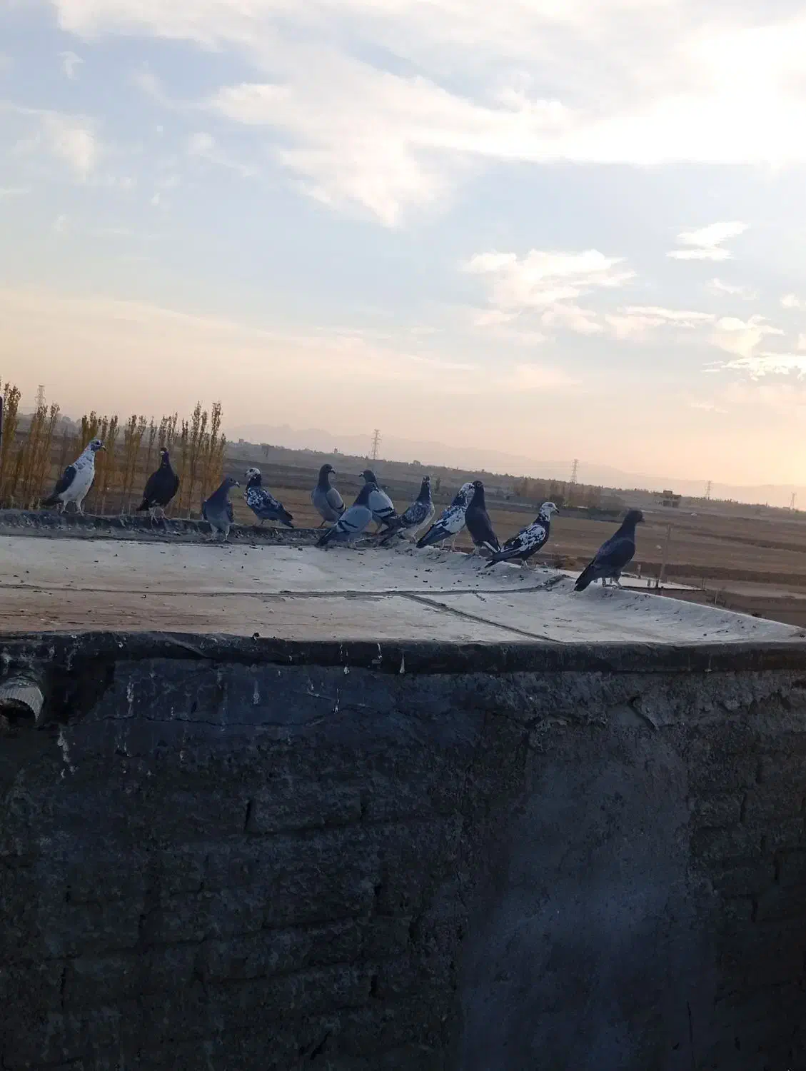 کبوتر|پرنده|میاندوآب, |دیوار